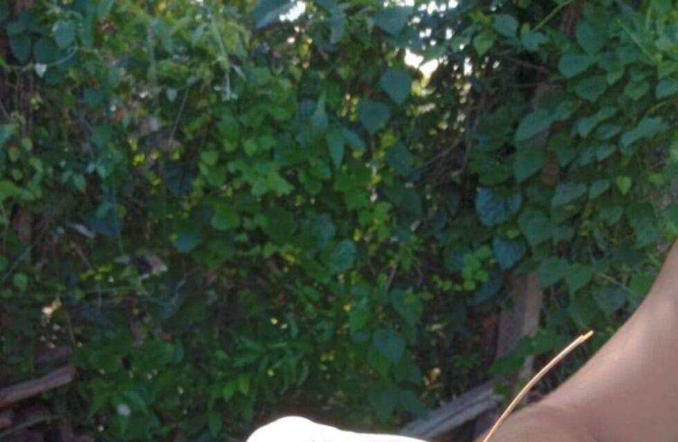 Eldorado: sigue la alerta por aparición de caracoles africanos