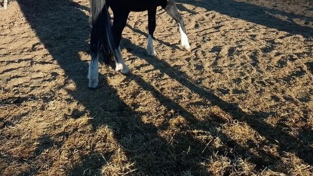 La Asociación Pempa pide donaciones para trasladar a cuatro equinos sobrevivientes de un matadero en San Rafael.
