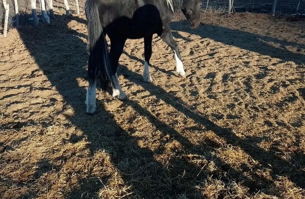 PEMPA pide donaciones para rescatar a cuatro caballos sobrevivientes de faena clandestina