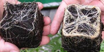 Utilización de Micorriza como fertilizante