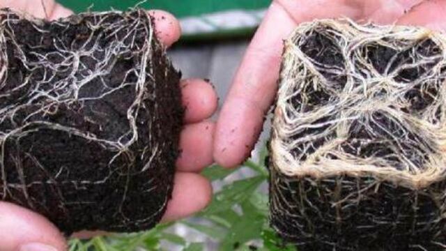 Utilización de Micorriza como fertilizante