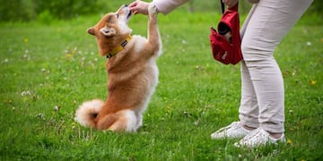 Los sueños con mascotas que ya no están revelan la profundidad del vínculo emocional y las etapas necesarias para el duelo.