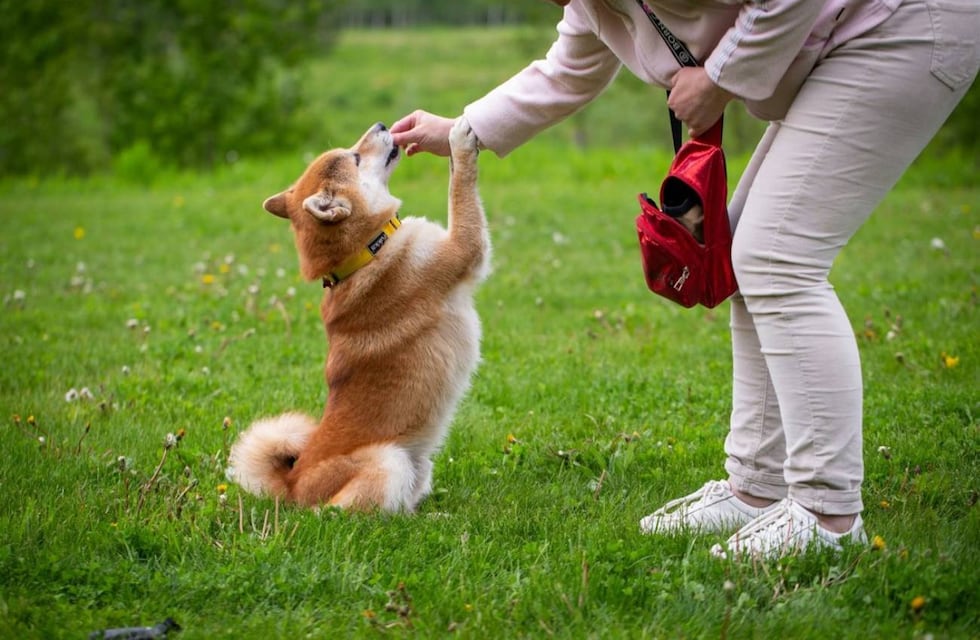 Por qué soñamos con nuestras mascotas fallecidas: esta es el significado oculto