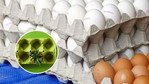 No tires los maples de huevo: cómo reciclar y transformar en un tesoro para el jardín de casa