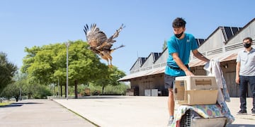 Liberó tres gavilanes mixtos.