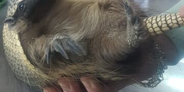 Rescataron a un armadillo en San Rafael y lo están rehabilitando para reincorporarlo a su hábitat.