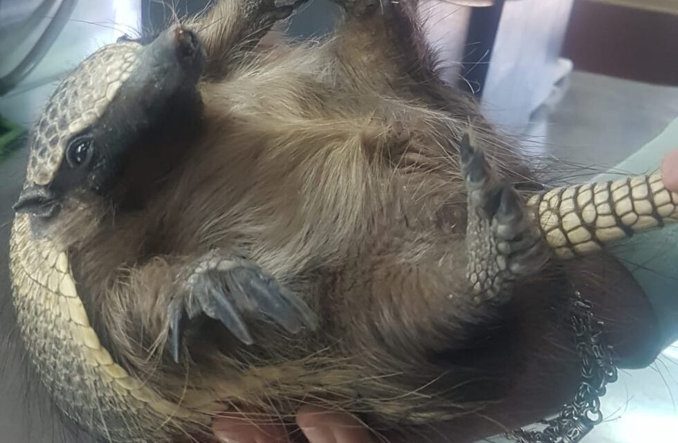 Rescataron a un armadillo en San Rafael para reinsertarlo en su hábitat