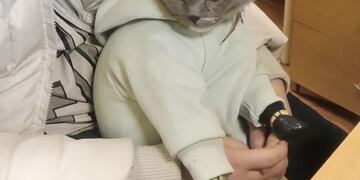 Una mujer fingió ser mamá vistiendo de bebé a su gato y fue detenida por la policía en Rusia.