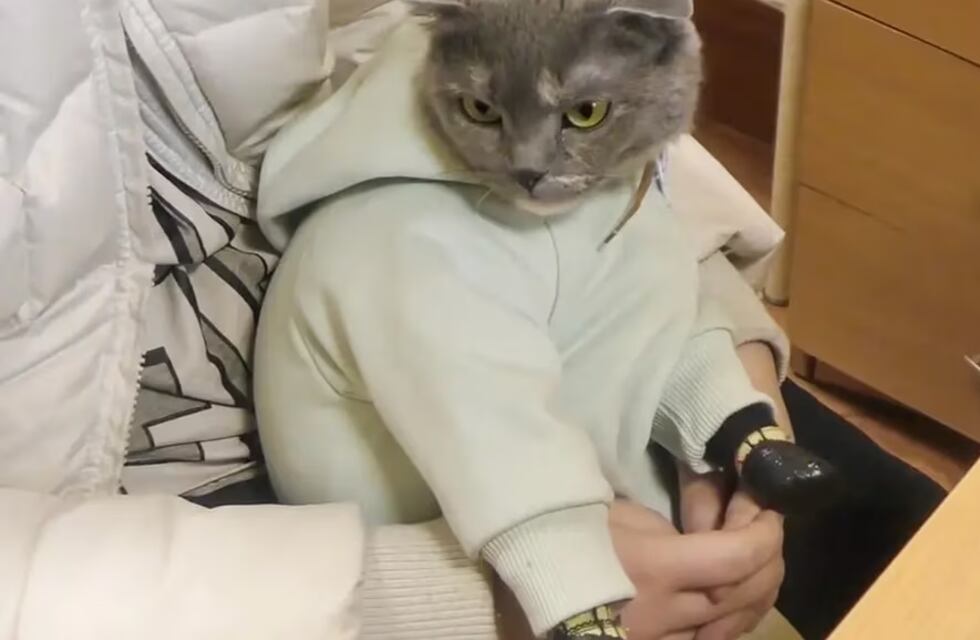 Una mujer fingió ser mamá vistiendo de bebé a su gato y fue detenida por la policía