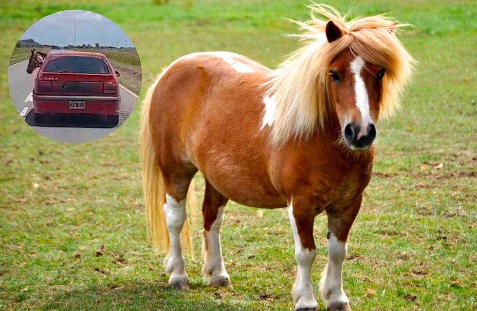 ¿Un caballo dentro de un auto?: se conoció la tierna historia detrás del insólito viral en Córdoba