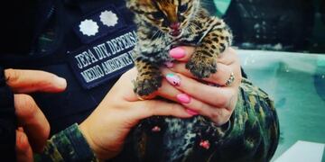 San Vicente: rescatan una cría de Margay que ofrecían a la venta en una vivienda.