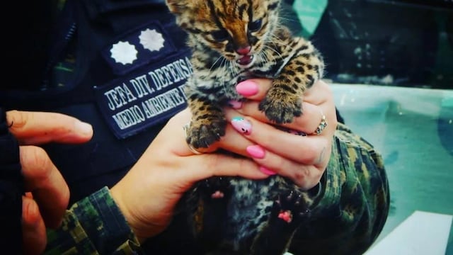 San Vicente: rescatan una cría de Margay que ofrecían a la venta en una vivienda.