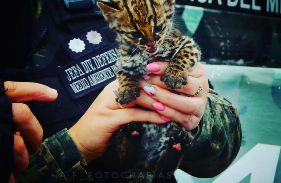 San Vicente: rescatan una cría de Margay que ofrecían a la venta en una vivienda