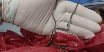 A la perrita la ahorcaron con un alambre grueso y con una bolsa en la cabeza.