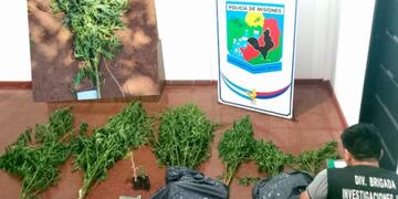 Hallan una plantación de marihuana en Puerto Iguazú.