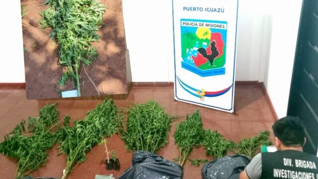 Hallan una plantación de marihuana en Puerto Iguazú.