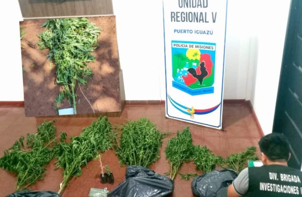 Hallan una plantación de marihuana en Puerto Iguazú