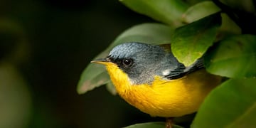El taller incluye avistaje de aves. (Foto: Guillermo Galliano)