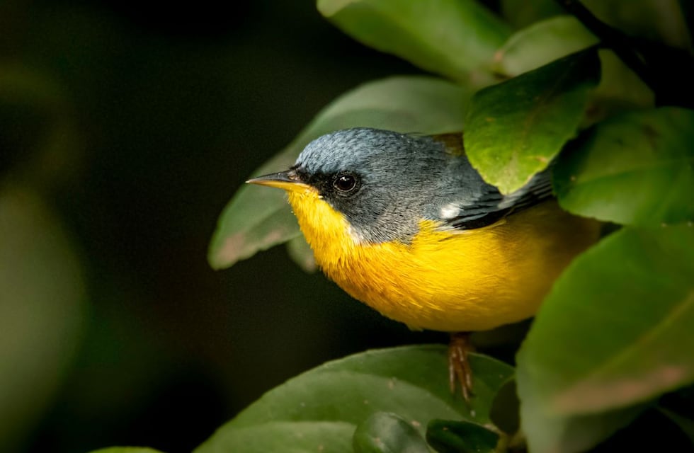 Avistaje de aves en Claromecó