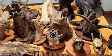 Encontraron más de 30 cabezas de animales disecados en una casa de Córdoba.