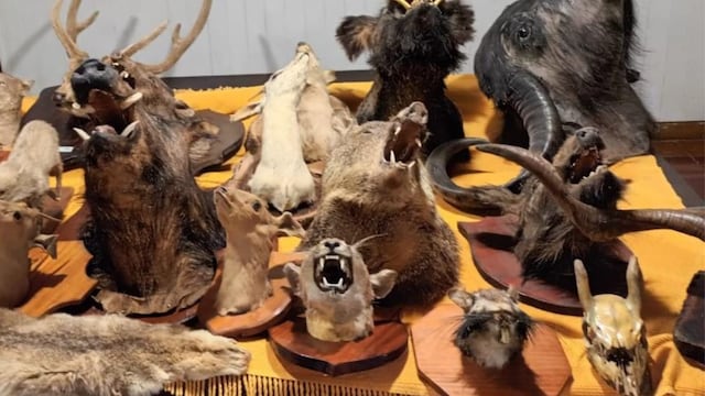 Encontraron más de 30 cabezas de animales disecados en una casa de Córdoba.