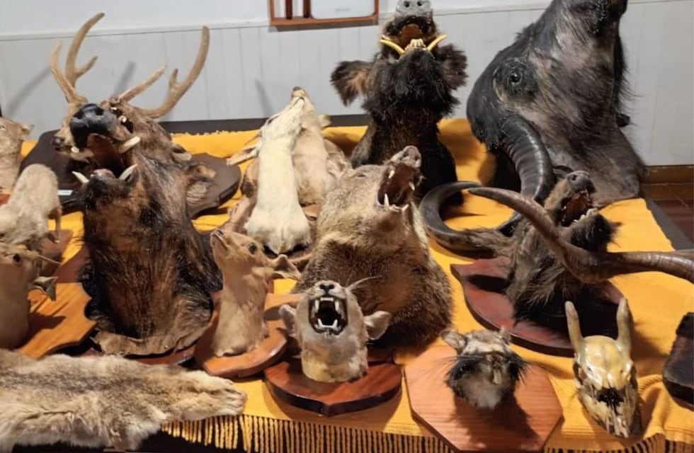 Terror en Córdoba: encontraron más de 30 cabezas de animales disecados en una casa