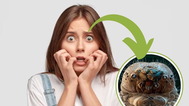 Esta es la criatura que vive en tus cejas y no lo sabías.