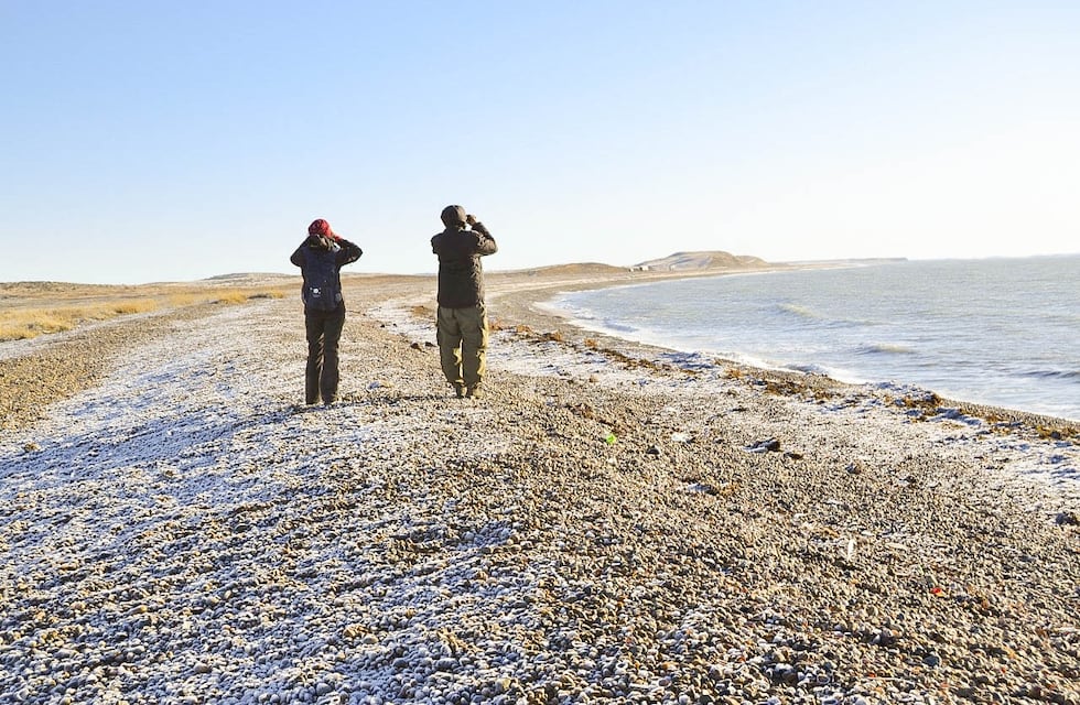 Realizaron un nuevo censo invernal de aves playeras 2022