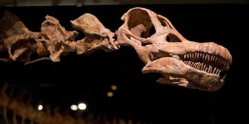 Muestra paleontológica “Gigantes del Pasado” en el Museo Mulazzi de Tres Arroyos  IMAGÉN ILUSTRATIVA (AP/ Mary Altaffer/Archivo).