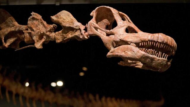 Muestra paleontológica “Gigantes del Pasado” en el Museo Mulazzi de Tres Arroyos  IMAGÉN ILUSTRATIVA (AP/ Mary Altaffer/Archivo).