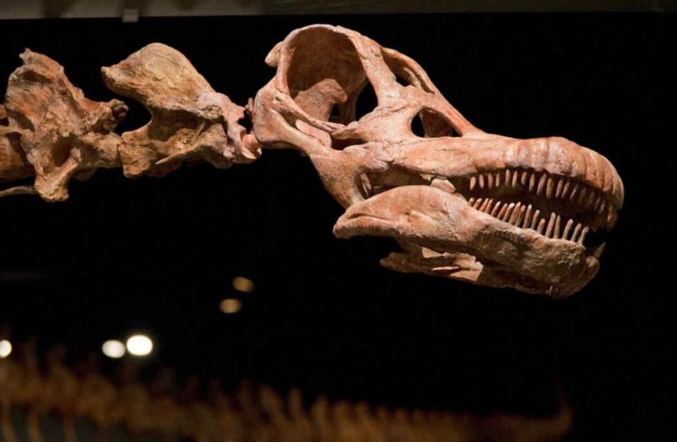 Muestra paleontológica “Gigantes del Pasado” en el Museo Mulazzi de Tres Arroyos