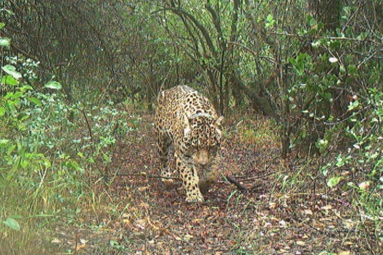 Una Yaguareté Acaí desaparecida habría muerto y el gobierno de Chaco denunciará a los Cazadores. (Rewilding Argnetina)