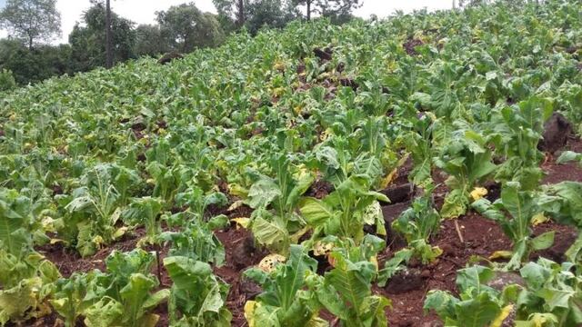 San Vicente: temporal de lluvia, viento y granizo afectó a la producción de tabaco