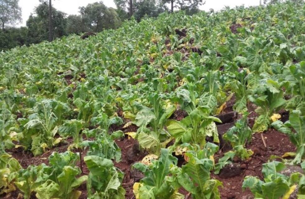 San Vicente: temporal de lluvia, viento y granizo afectó a la producción de tabaco