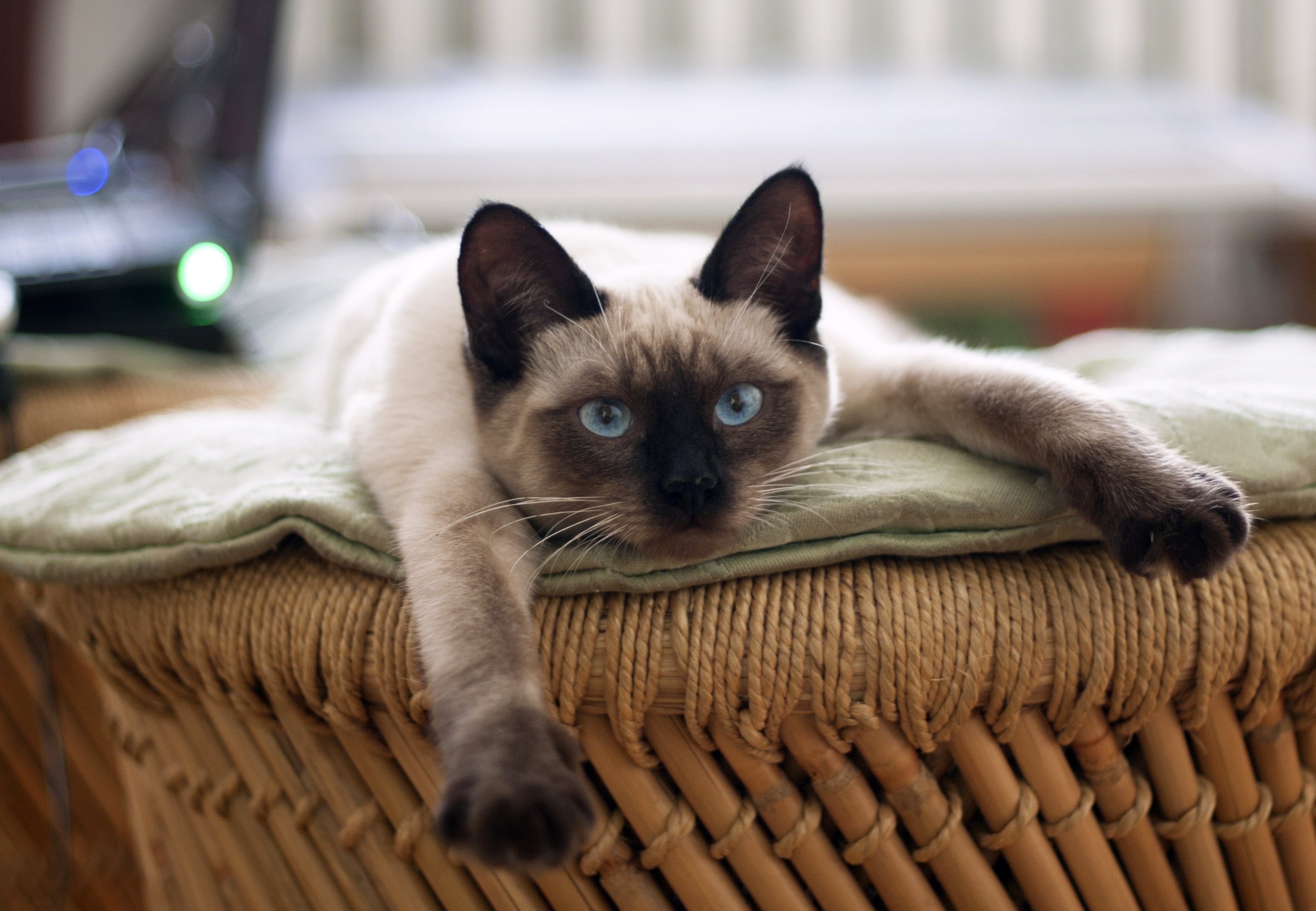 Las razones que da el Feng Shui para tener un gato en casa.