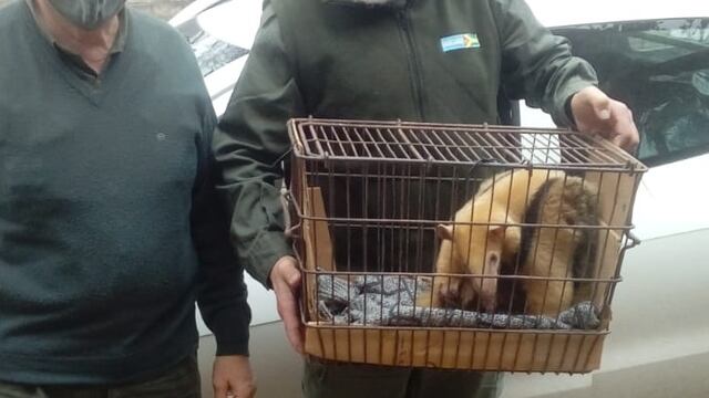 Un oso melero o Tamandúa fue rescatado en un predio ubicado a la vera de la Ruta Nacional Nº 3