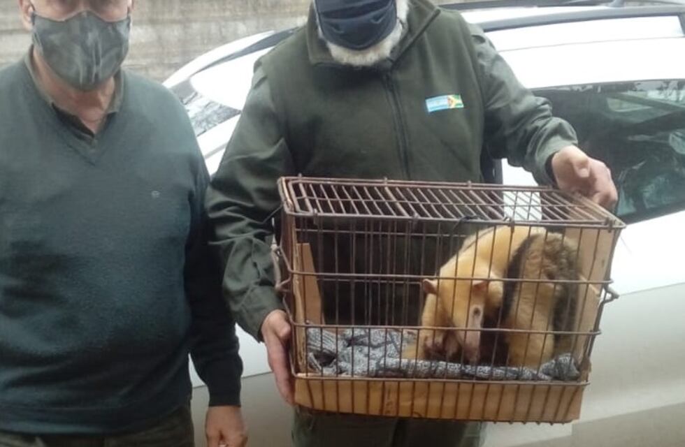 Encuentran y trasladan a un Oso Melero