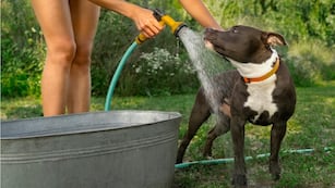 Ola de calor: cómo cuidar a perros y gatos ante las altas temperaturas