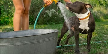 Ola de calor: cómo cuidar a perros y gatos ante las altas temperaturas