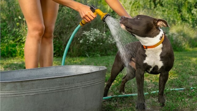 Ola de calor: cómo cuidar a perros y gatos ante las altas temperaturas