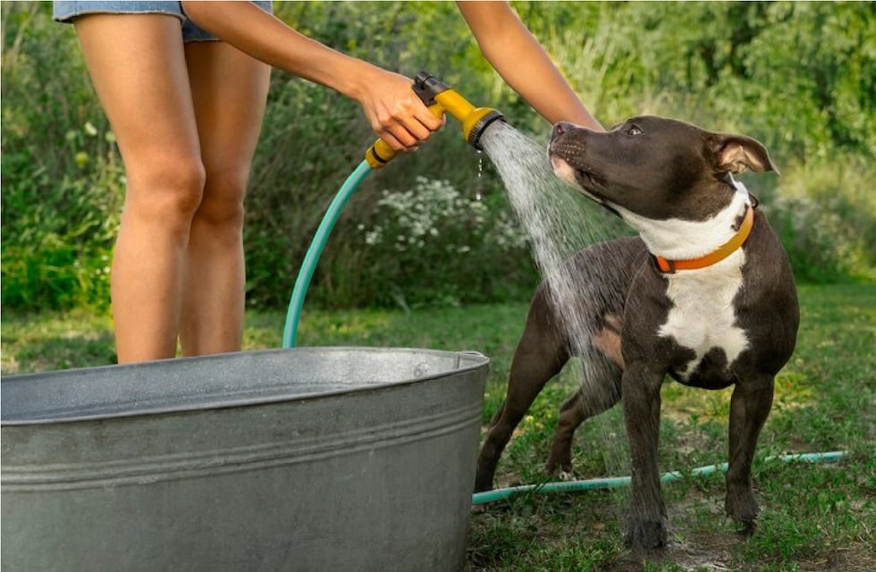 Ola de calor: cómo cuidar a perros y gatos ante las altas temperaturas