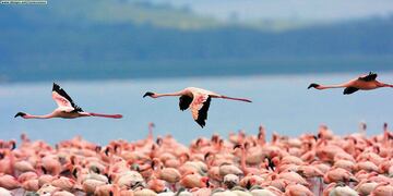Flamencos de la Laguna de Llancanelo en Malargüe.