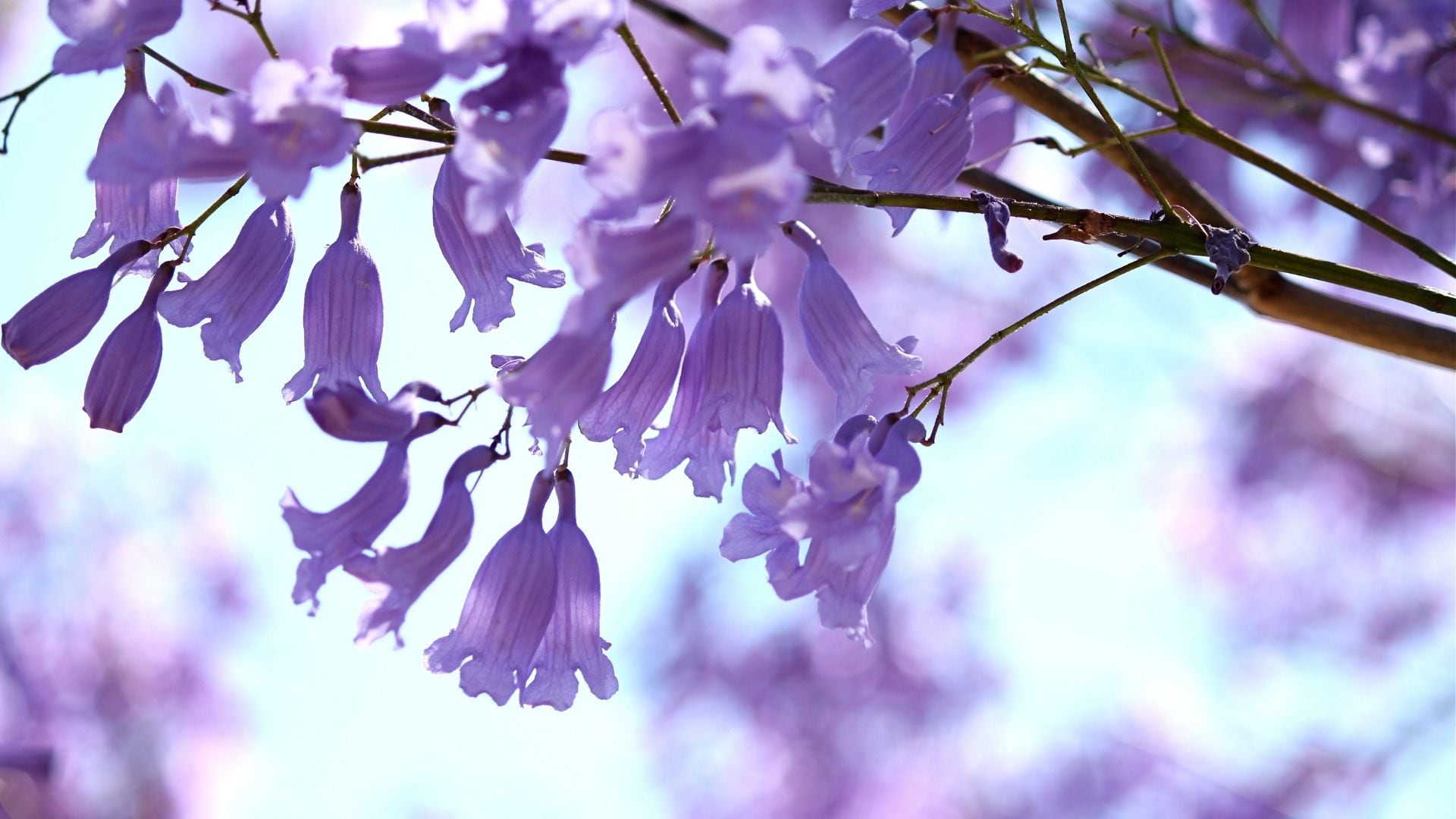 El jacarandá y el algarrobo destacan por su resistencia al calor y su bajo mantenimiento en regiones secas.