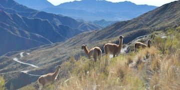 La Ruta 52 que une Villavicencio con Uspallata. Circuito en una de las zonas de mayor belleza paisajística de Mendoza.