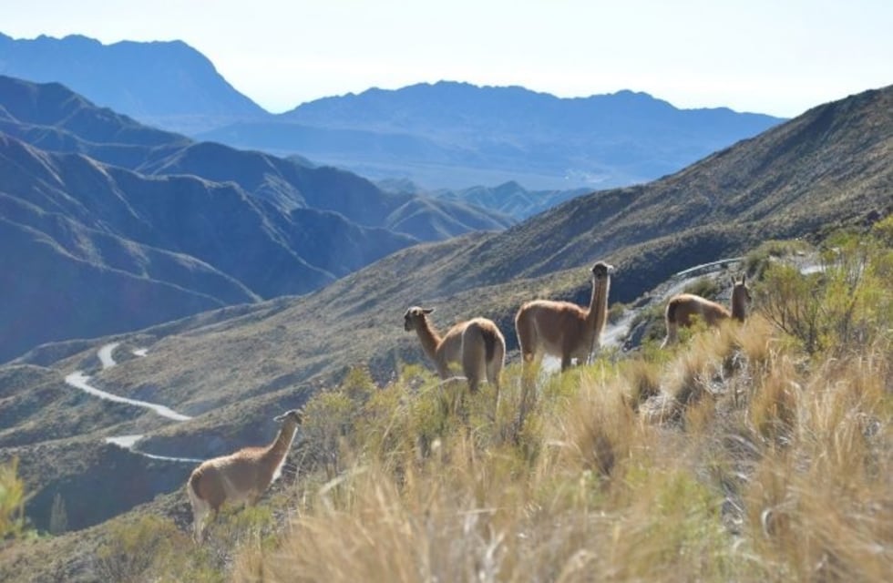 ¿Qué hacer mientras no se jueguen partidos de Mundial Sub 20?: propuestas turísticas y culturales en Mendoza