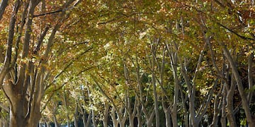 Parque General San Martín
Foto: Orlando Pelichotti