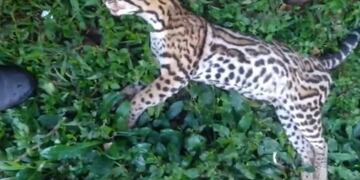 Luto en la selva misionera: una ocelote fue atropellada.