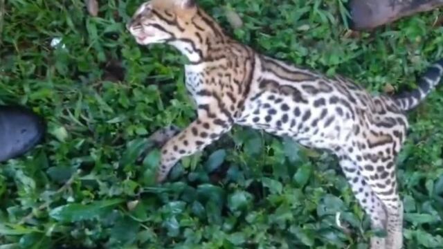 Luto en la selva misionera: una ocelote fue atropellada.