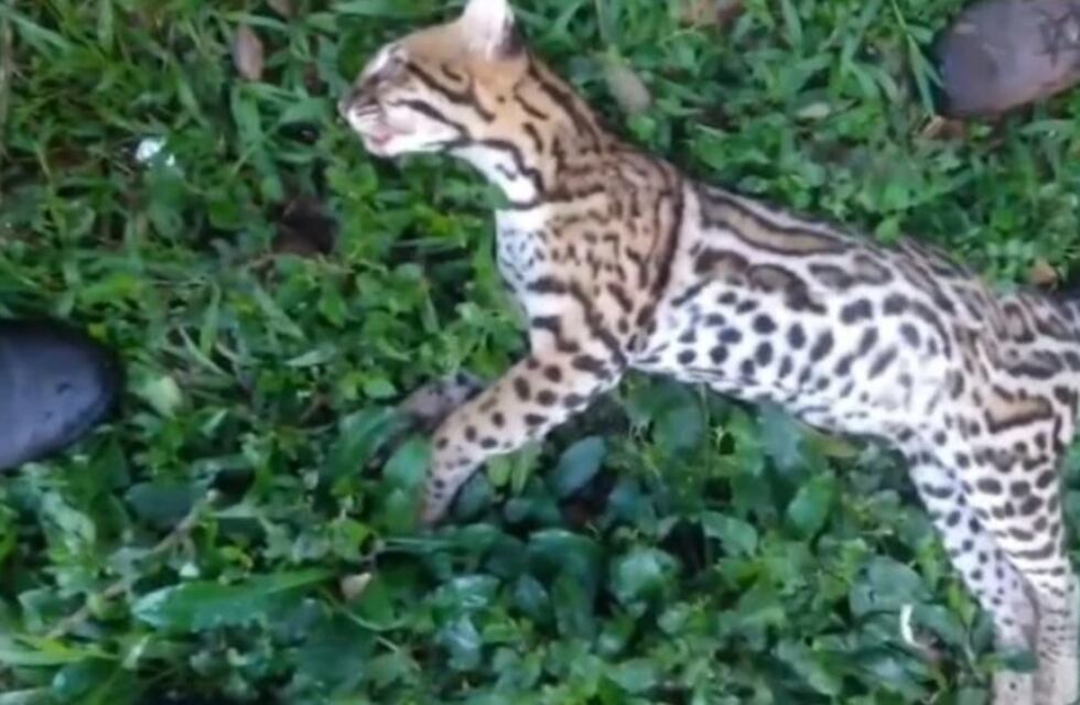 Luto en la selva misionera: una ocelote fue atropellada