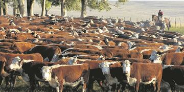 Ganado vacuno, ganado Hereford, vacas , campo, en Durazno, nd 20070531, foto Ariel Colmegna, Archivo El Pais